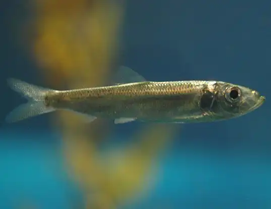 Picture of a pacific herring (Clupea pallasii)