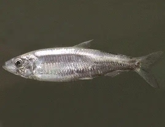 Picture of a baltic sprat (Clupeonella cultriventris)