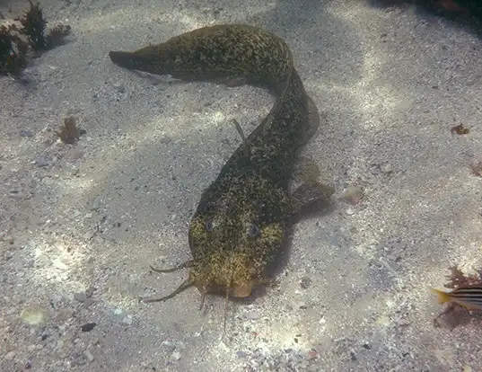 Picture of a estuary catfish (Cnidoglanis macrocephalus)