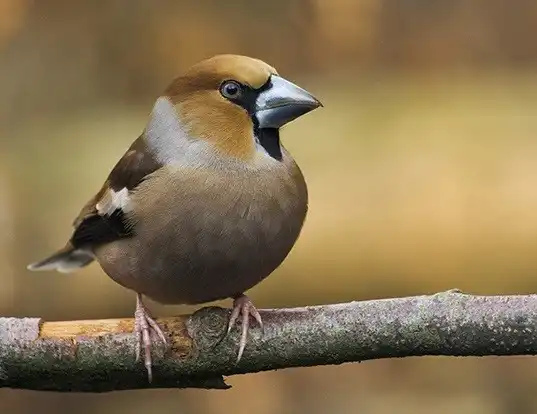 Picture of a hawfinch (Coccothraustes coccothraustes)