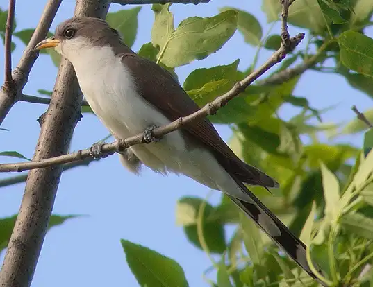 Picture of a yellow-billed cuckoo (Coccyzus americanus)