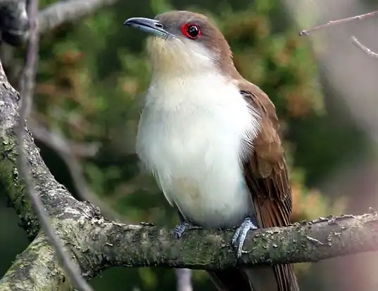 Picture of a black-billed cuckoo (Coccyzus erythropthalmus)