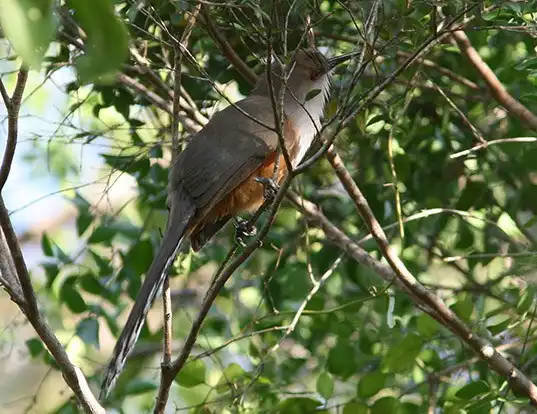 Picture of a puerto rican lizard cuckoo (Coccyzus vieilloti)