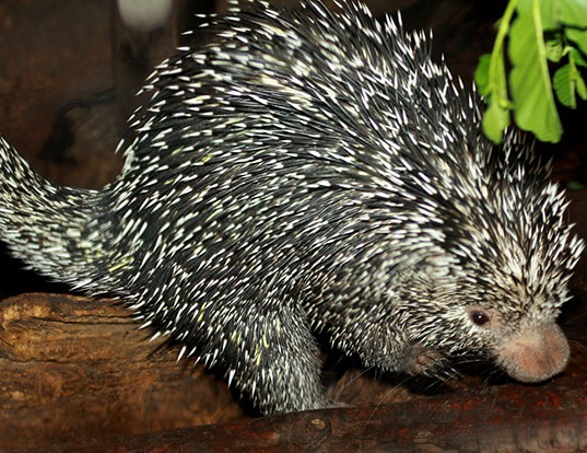 Picture of a brazilian porcupine (Coendou prehensilis)