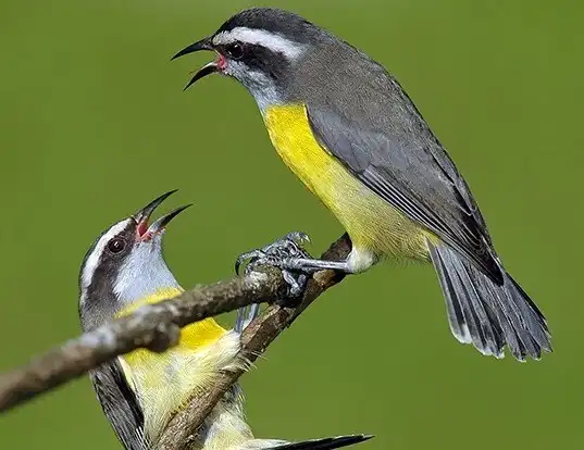 Picture of a bananaquit (Coereba flaveola)