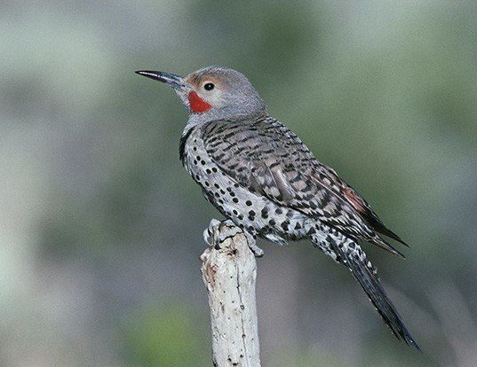 Picture of a yellow-shafted flicke (Colaptes auratus)