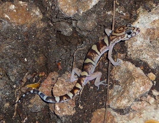 Picture of a yucatan banded gecko (Coleonyx elegans)