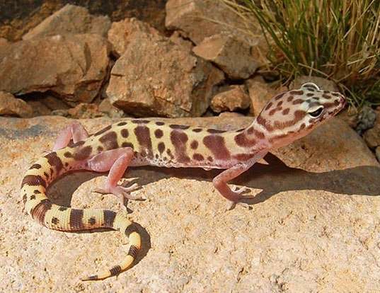Picture of a western banded gecko (Coleonyx variegatus)