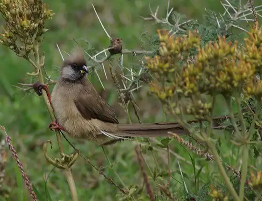 Picture of a speckled mousebird (Colius striatus)