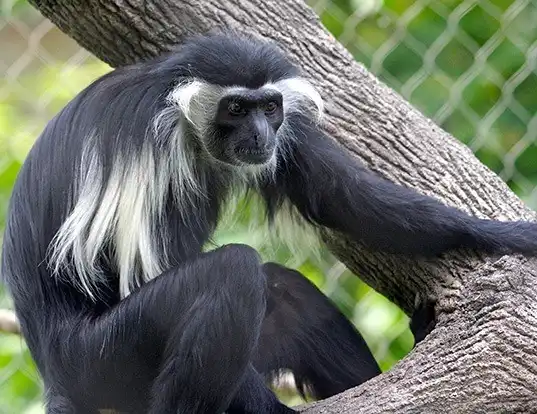 Picture of a angola colobus (Colobus angolensis)