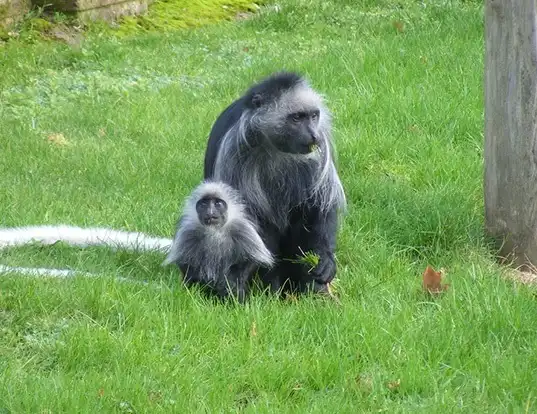 Picture of a king colobus (Colobus polykomos)