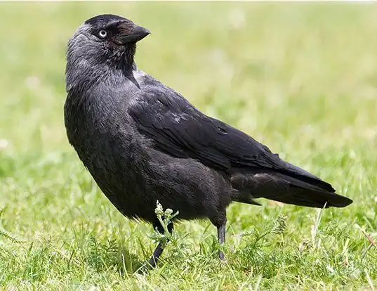Picture of a western jackdaw (Coloeus monedula)