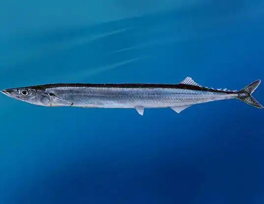 Picture of a pacific saury (Cololabis saira)