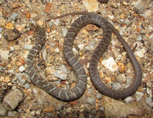 Picture of a eastern racer (Coluber constrictor)