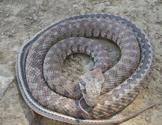 Picture of a palaearctic tail-lined snake (Coluber ravergieri)