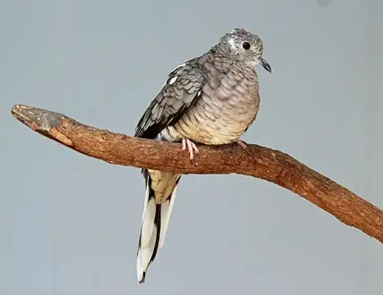 Picture of a inca dove (Columbina inca)