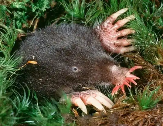 Picture of a star-nosed mole (Condylura cristata)