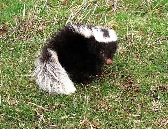 Picture of a molina's hog-nosed skunk (Conepatus chinga)