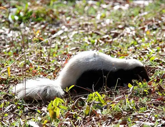 Picture of a american hog-nosed skunk (Conepatus leuconotus)