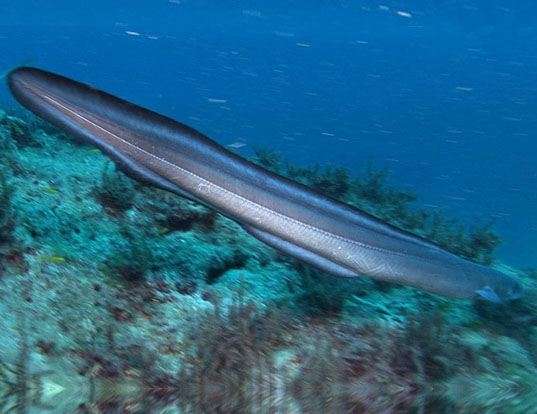 Picture of a sea eel (Conger conger)
