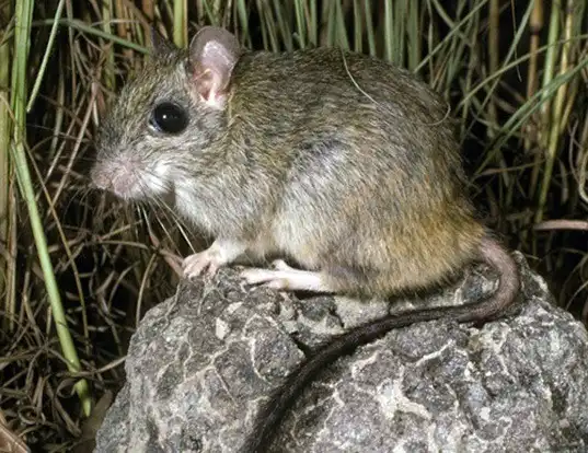 Picture of a brush-tailed rabbit rat (Conilurus penicillatus)