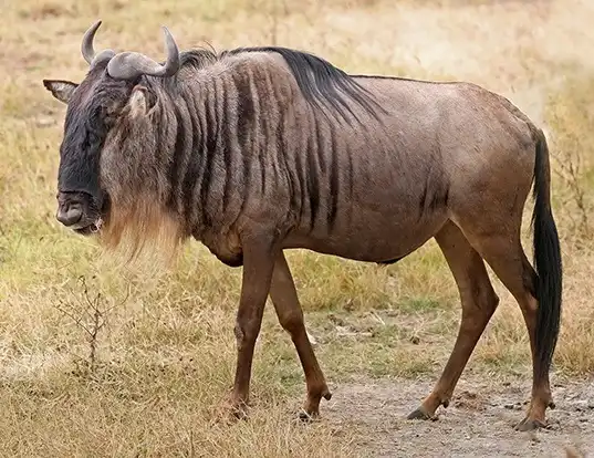 Picture of a wildebeest (Connochaetes taurinus)