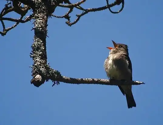 Picture of a olive-sided flycatcher (Contopus cooperi)