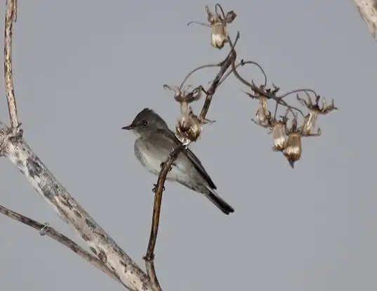 Picture of a western wood pewee (Contopus sordidulus)