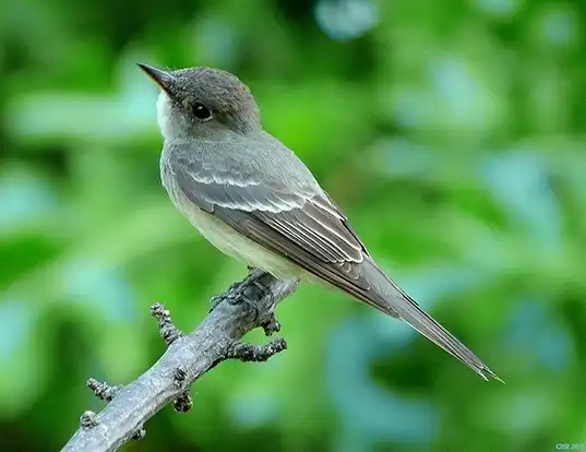 Picture of a eastern wood pewee (Contopus virens)