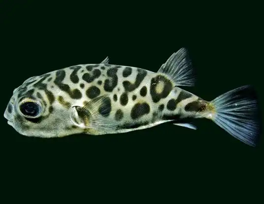 Picture of a prickly toadfish (Contusus richei)