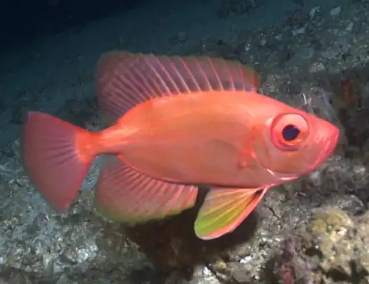 Picture of a longfinned bullseye (Cookeolus japonicus)