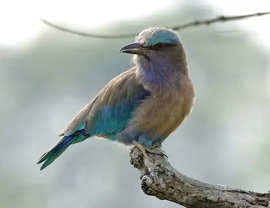 Picture of a indochinese roller (Coracias affinis)