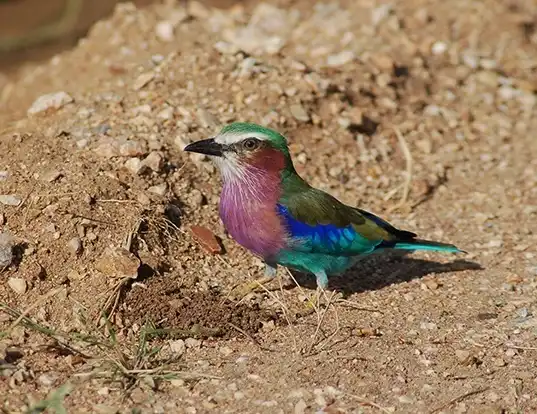 Picture of a lilac-breasted roller (Coracias caudatus)
