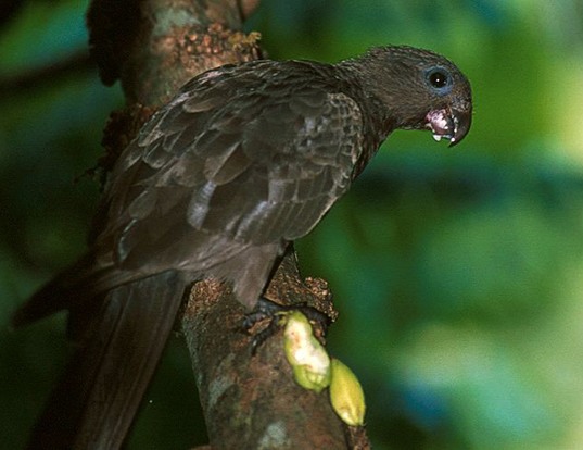 Picture of a black parrot (Coracopsis nigra)