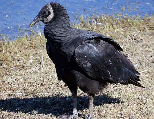 Picture of a american black vulture (Coragyps atratus)