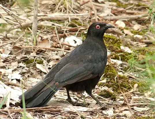 Picture of a white-winged chough (Corcorax melanorhamphos)