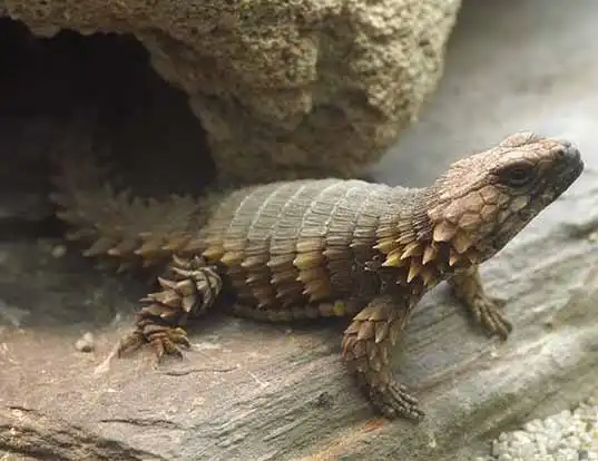 Picture of a armadillo girdled lizard (Cordylus cataphractus)