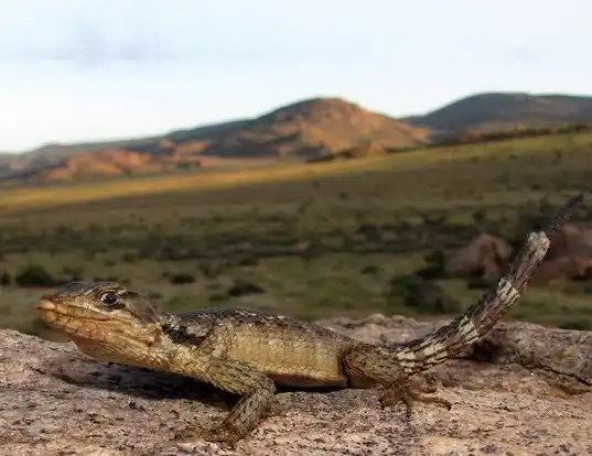 Picture of a african spinytail lizard (Cordylus polyzonus)