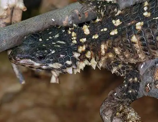 Picture of a warren's girdled lizard (Cordylus warreni)