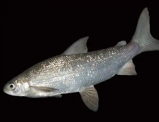 Picture of a lake whitefish (Coregonus clupeaformis)
