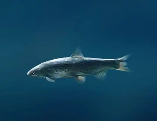 Picture of a broad whitefish (Coregonus nasus)