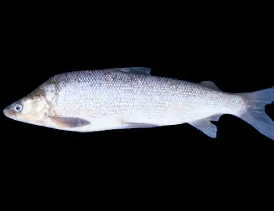 Picture of a humpback whitefish (Coregonus pidschian)