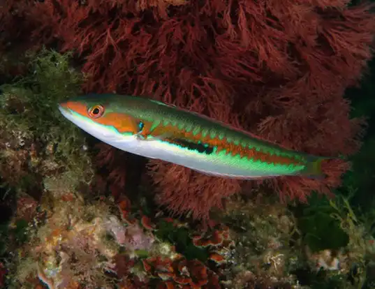 Picture of a african rainbow wrasse (Coris julis)