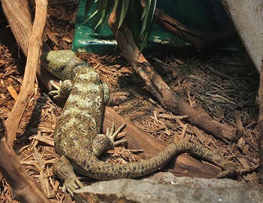 SOLOMON ISLAND SKINK LIFE EXPECTANCY SOLOMON ISLAND SKINK LIFE EXPECTANCY