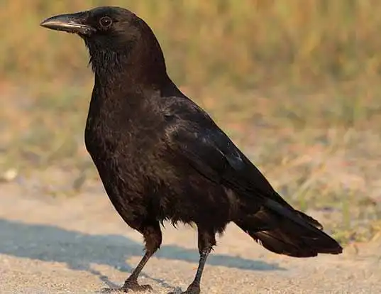 Picture of a american crow (Corvus brachyrhynchos)