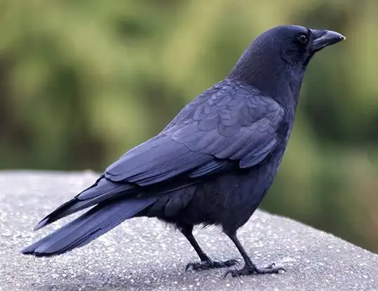 Picture of a northwestern crow (Corvus caurinus)