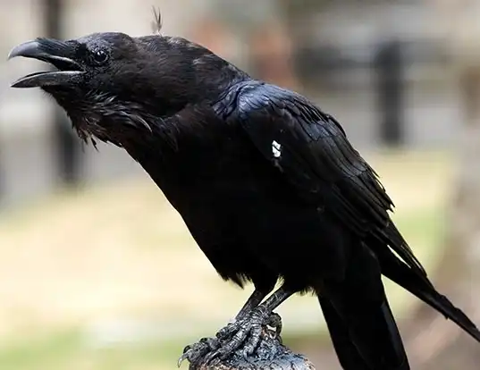 Picture of a raven (Corvus corax)