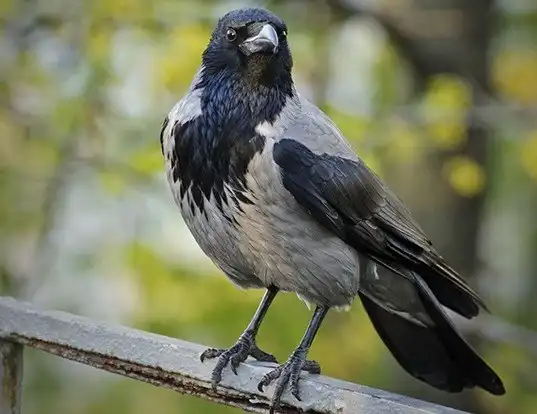 Picture of a hooded crow (Corvus cornix)
