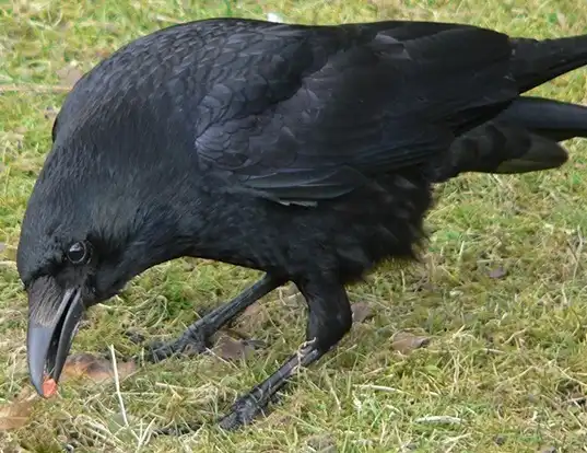 Picture of a carrion crow (Corvus corone)