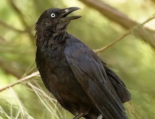 Picture of a australian raven (Corvus coronoides)